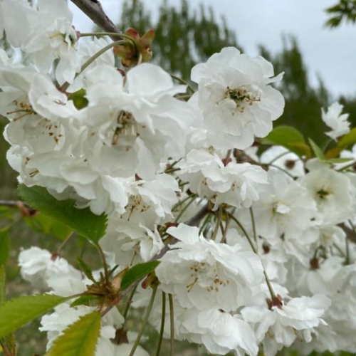 Prydkirsebær Prunus Avium  Plena  Fyldte Blomster 175-200