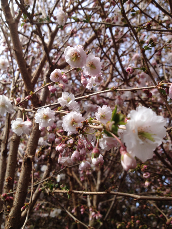 Prydkirsebær Prunus Subhirtella  Hally Jolivette  120   Stamme 10   Potte
