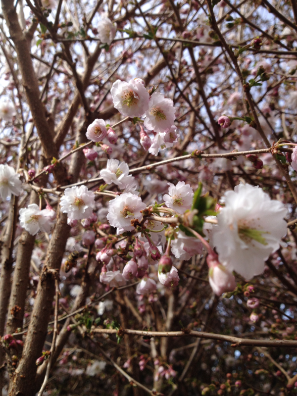Prydkirsebær Prunus Subhirtella  Hally Jolivette  120   Stamme