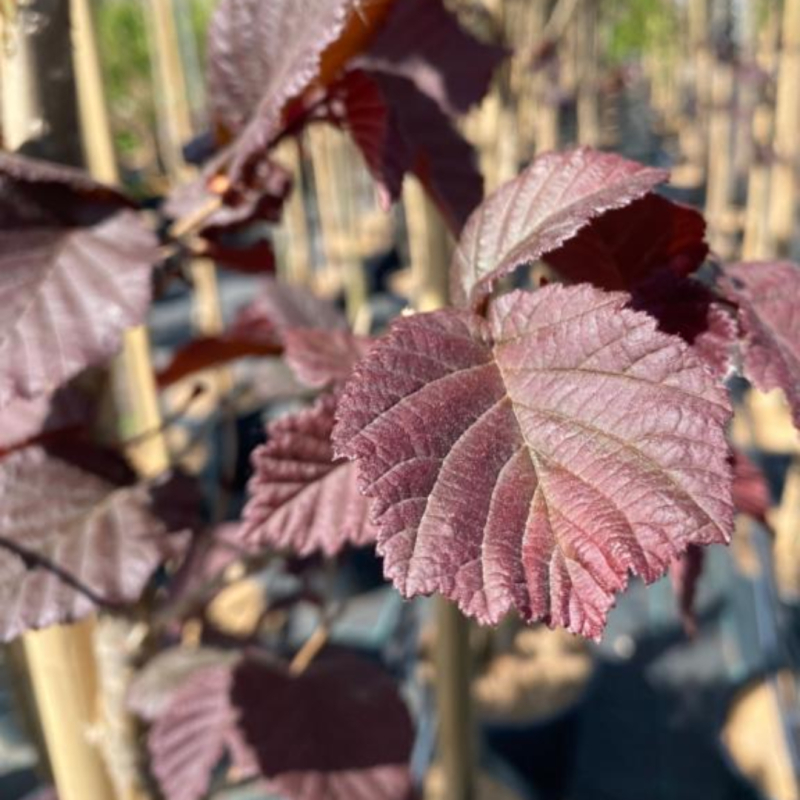 Rød Hassel Corylus Avellana  Red Ghost  200-250