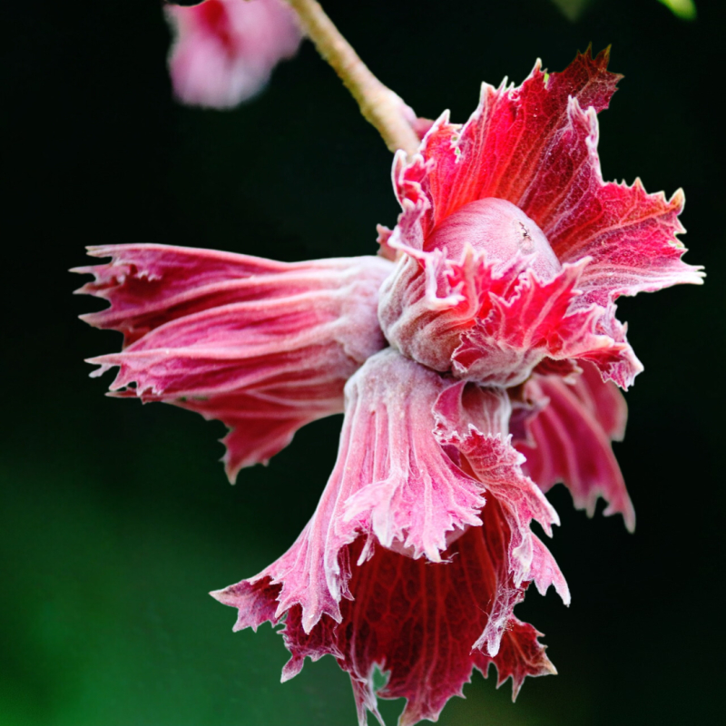 Rød Hassel Corylus Avellana  Anny   Red Dwarf  60   Stamme