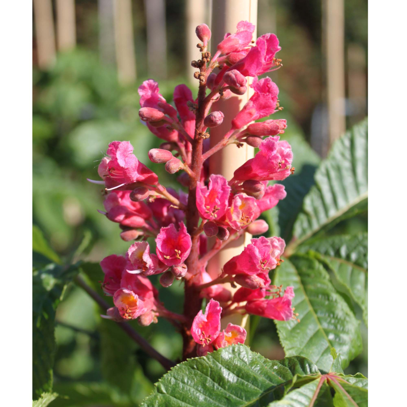 Rød Hestekastanie Aesculus Carnea  Briotii  150-175