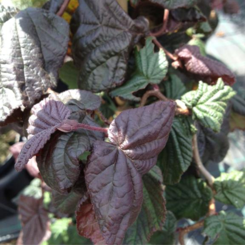 Rød Troldhassel Corylus Avellana  Red Majestic  100-125