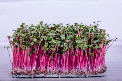 øko Rød Coral Radisefrø  Rød Stilk  500g
