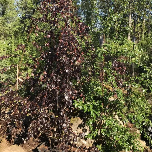 Rødbladet Fjeldbirk Betula Hekla 200-250