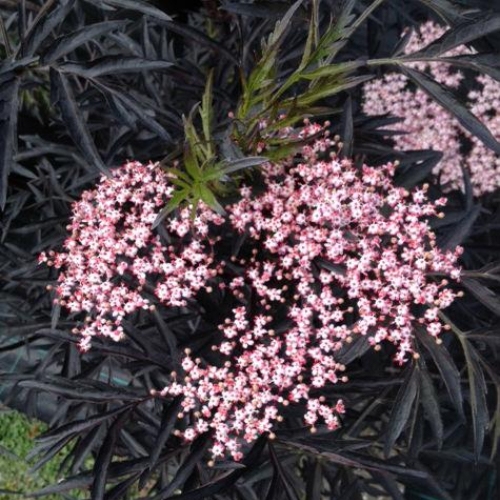 Rødbladet Hyld Sambucus Nigra  Black Lace  60-80