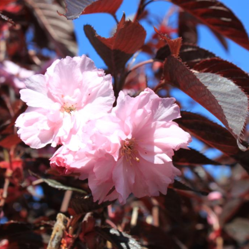 Rødbladet Japansk Kirsebær Prunus Serrulata  Royal Burgundy  Bundpodet 175-200