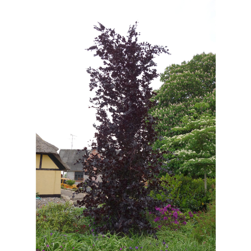 Rødbladet Søjlebøg Fagus Sylvatica  Dawyck Purple  150-175