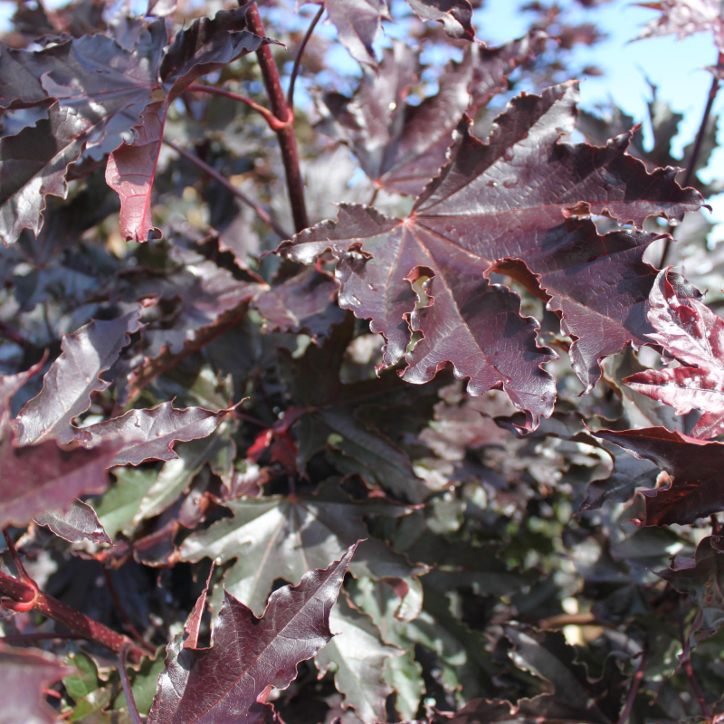 Rødbladet Spidsløn Acer Platanoides  Crimson Sentry  220   Stamme