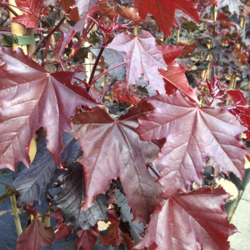 Rødbladet Spidsløn Acer Platanoides  Royal Red  150-175