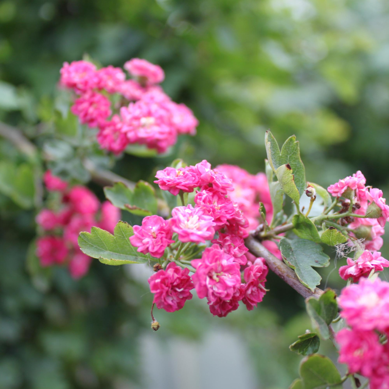 Rødtjørn Crataegus   Media  Paul   Scarlet  175-200