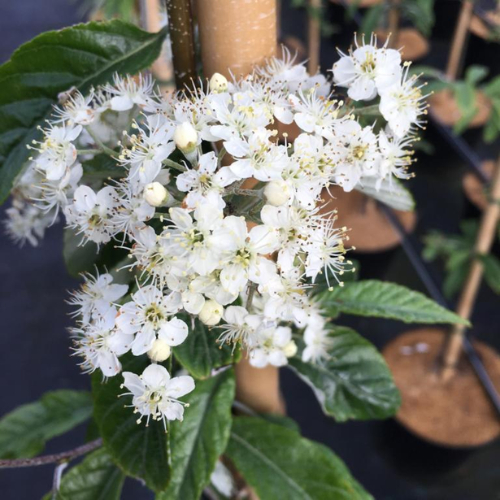 Røn Sorbus Folgneri  Emiel  150-175