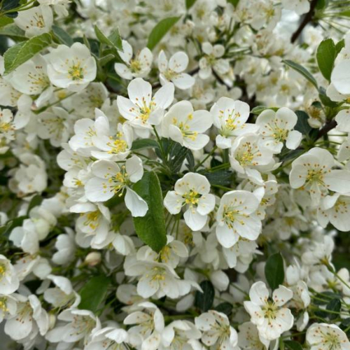 Sargentsæble Malus Sargentii 80-100