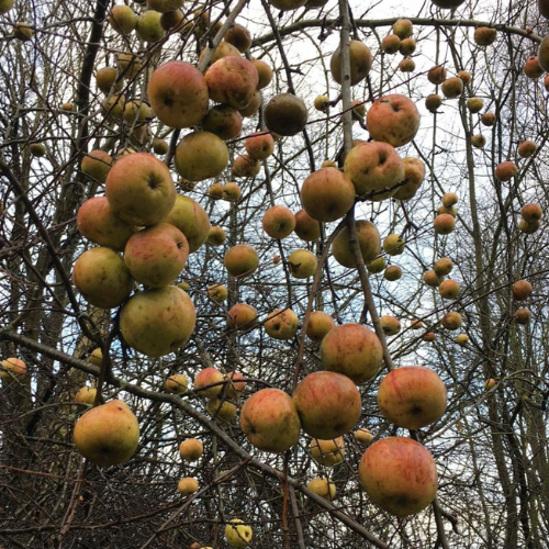 Skovæble Malus Sylvestris 175-200