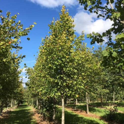 Småbladet Lind Tilia Cordata 175-200