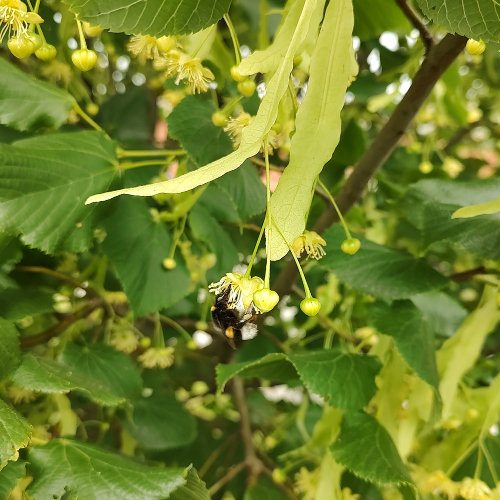 Småbladet Lind Tilia Cordata  Greenspire  175-200