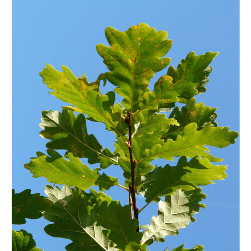 Søjle   Quercus Robur  Fastigiata  150-175