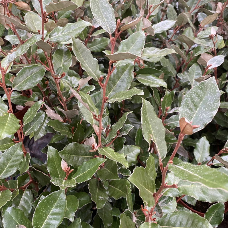 Sølvblad Elaeagnus   Ebbingei  Compacta  Opstammet 180