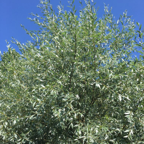 Sølvpil Salix Alba  Sericea  200-250   10    Potte