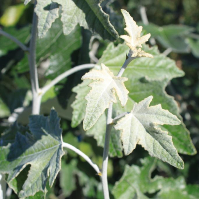 Sølvpoppel Populus Alba  Nivea  175-200