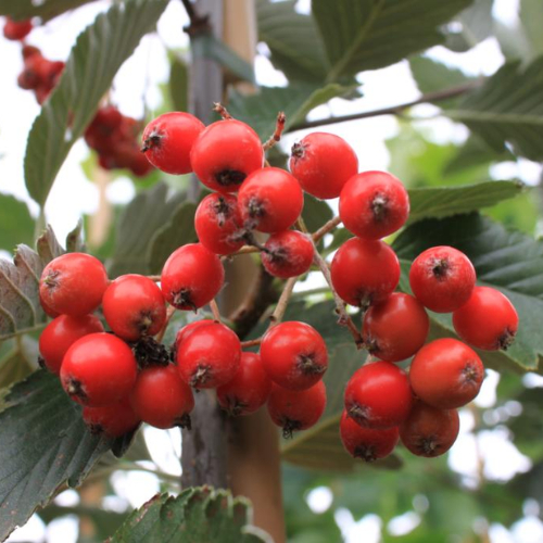 Sølvrøn Pyrenæisk Røn Sorbus Mougeotii 125-150