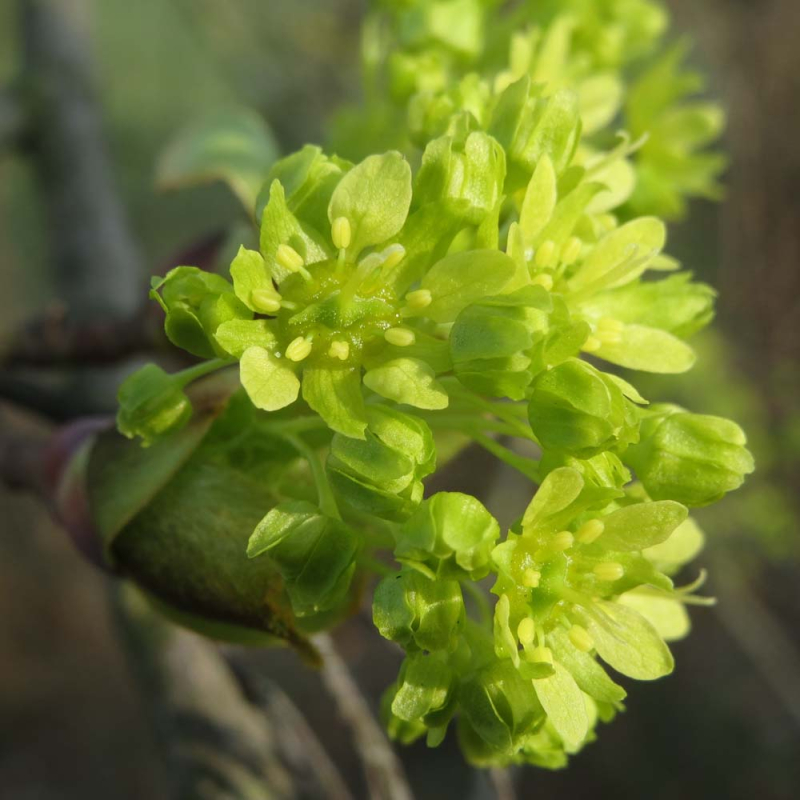 Spidsløn Acer Platanoides 175-200