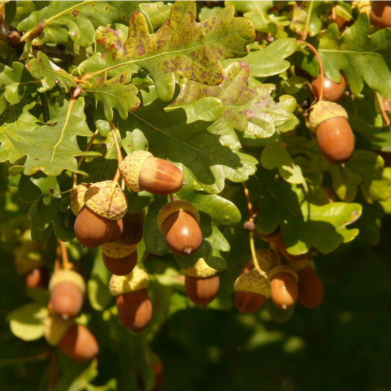 Stilk   Quercus Robur 175-200