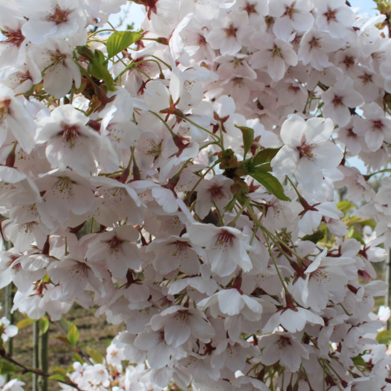 Yoshino-kirsebær Prunus   Yedoensis Bundpodet 200-250